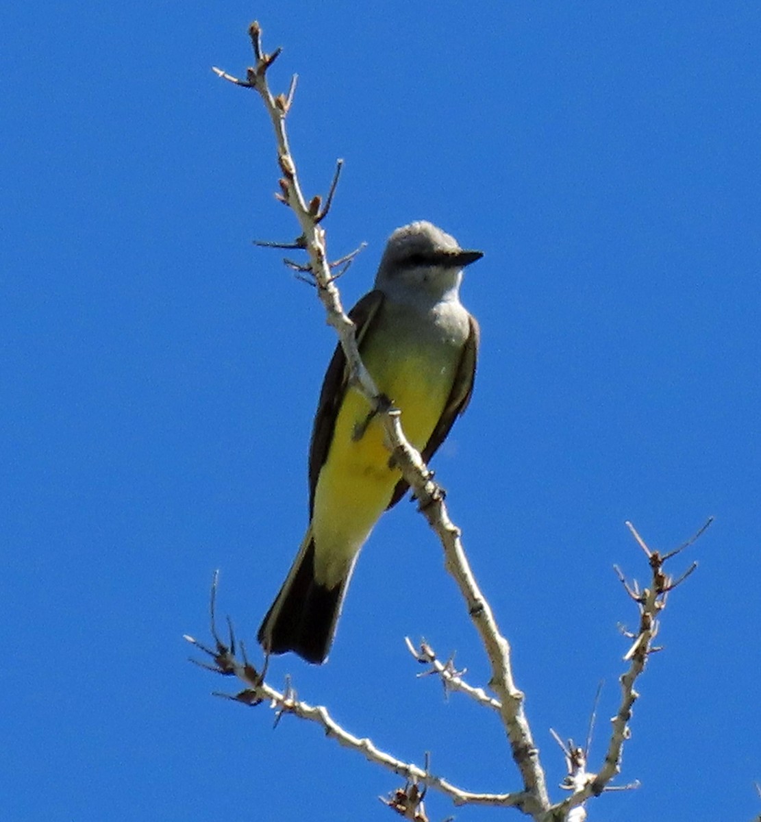 Western Kingbird - JoAnn Potter Riggle 🦤
