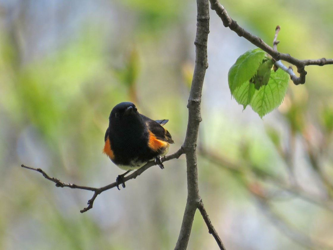 American Redstart - ML236422621