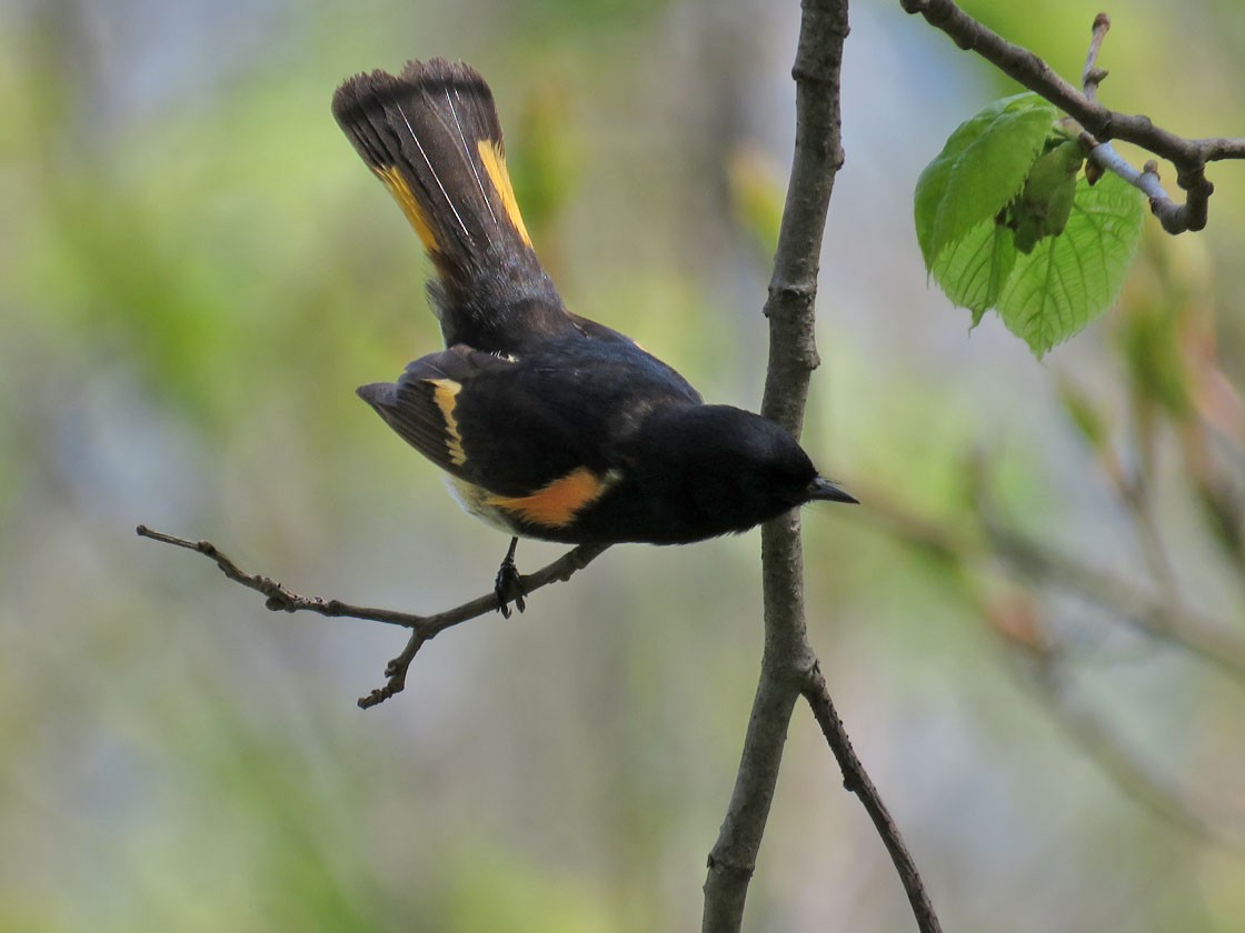 American Redstart - ML236422631