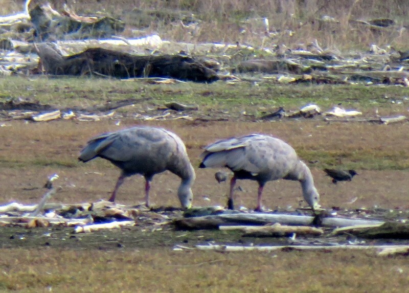 Cape Barren Goose - ML236424021