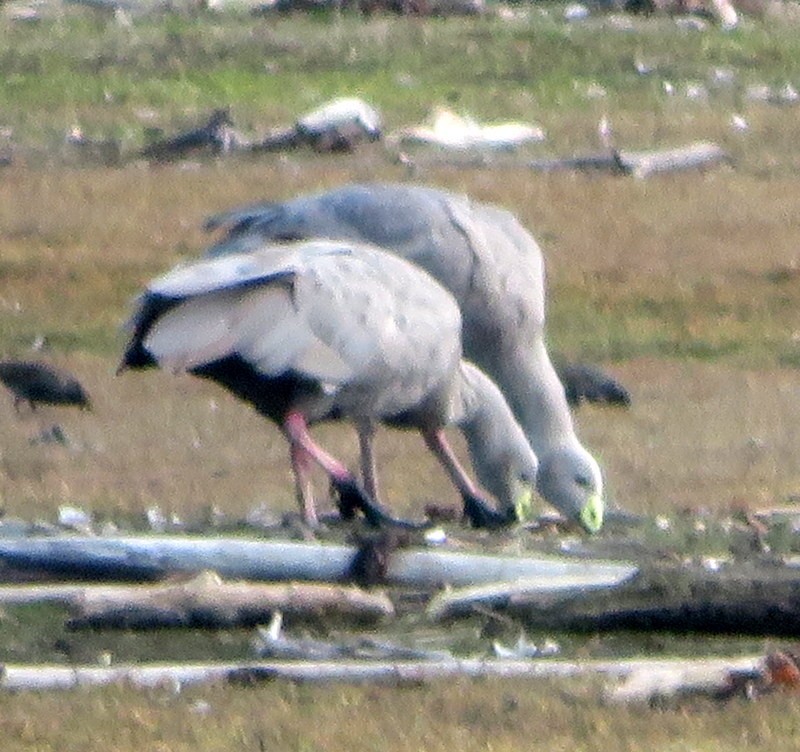 Cape Barren Goose - ML236424031