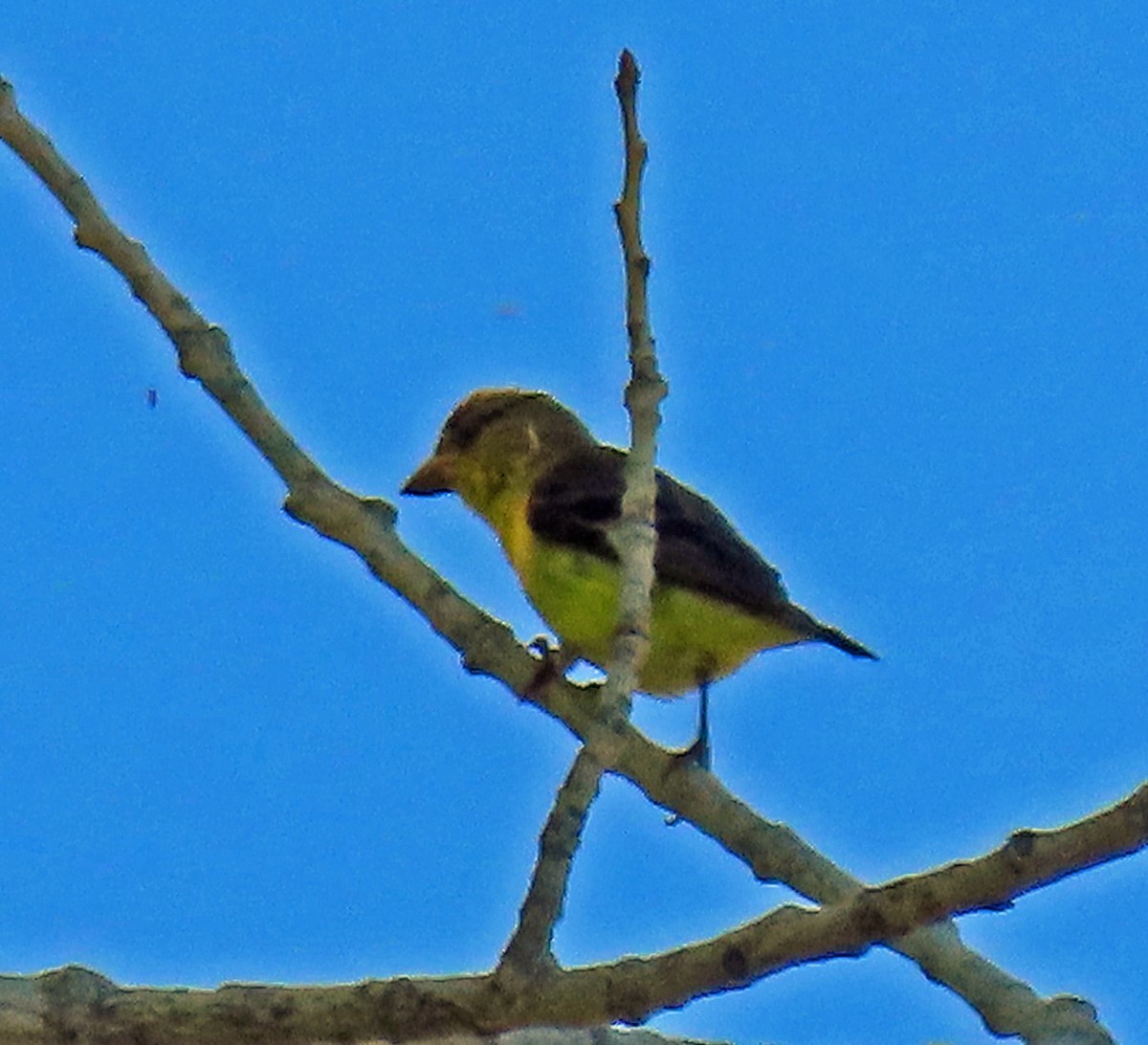Lesser Goldfinch - JoAnn Potter Riggle 🦤