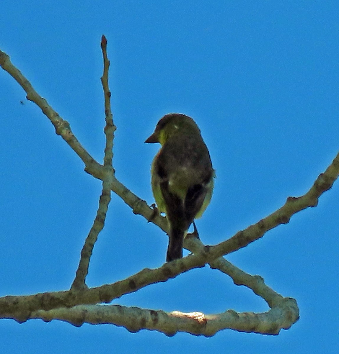 Lesser Goldfinch - JoAnn Potter Riggle 🦤