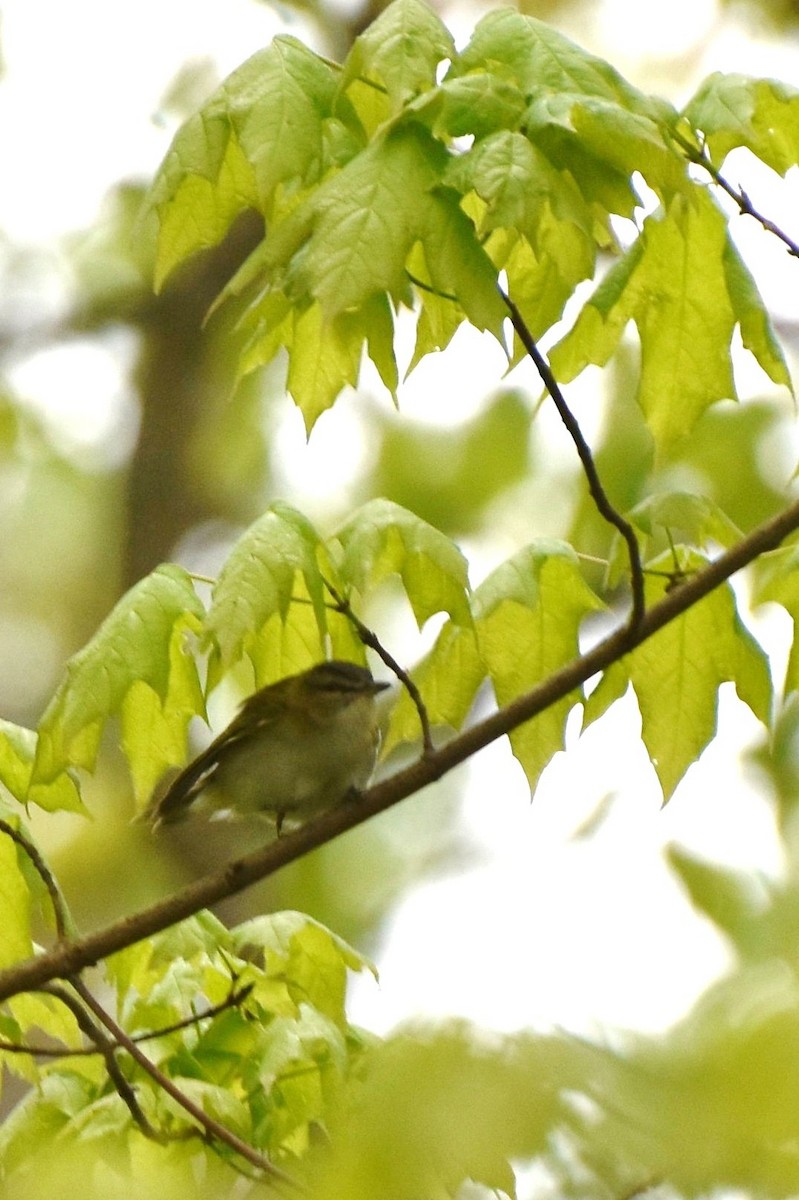 Red-eyed Vireo - ML236425311