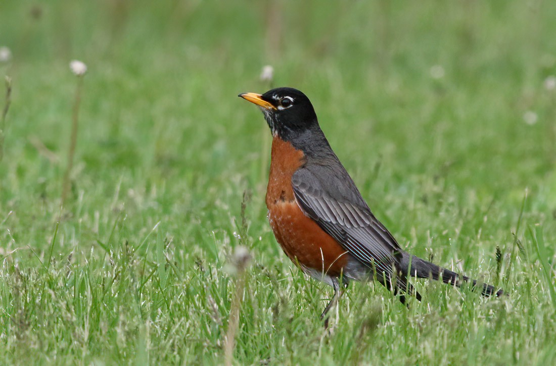 American Robin - ML236425711