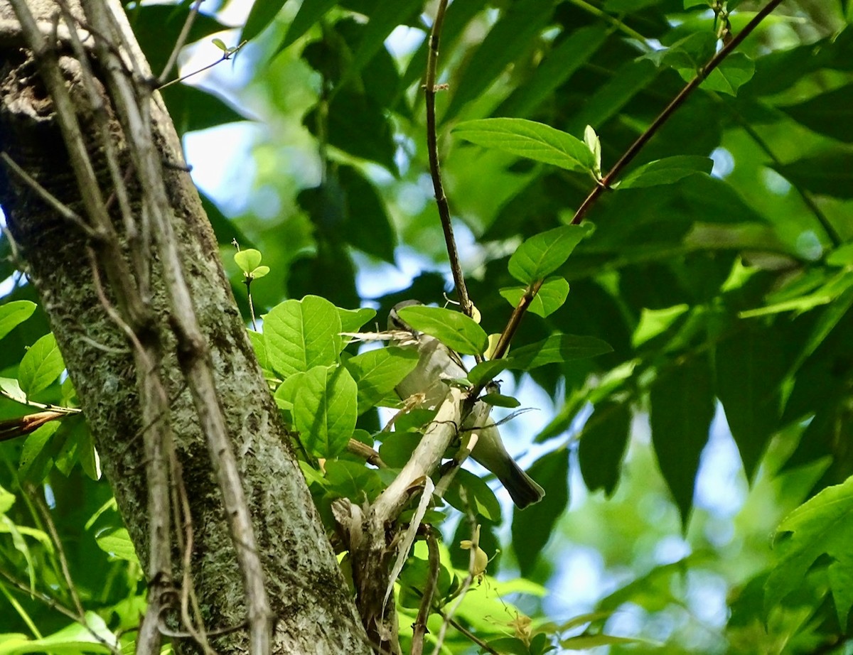 Red-eyed Vireo - ML236426221