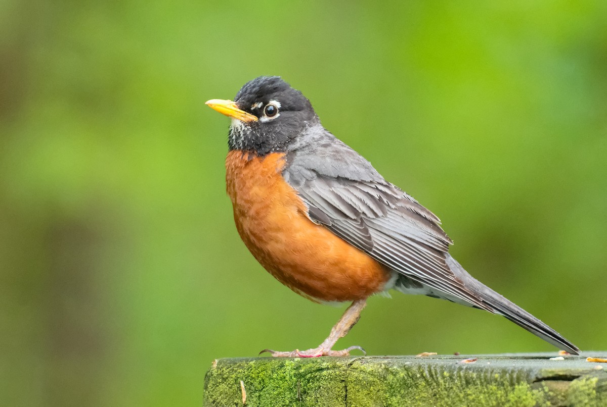American Robin - Don Danko