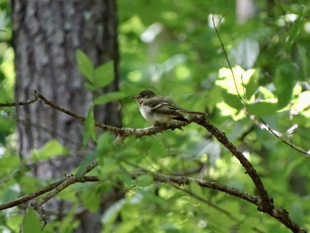 Acadian Flycatcher - ML236428231