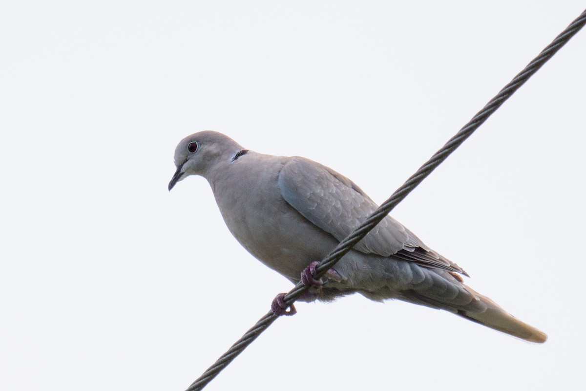 Eurasian Collared-Dove - ML236428461