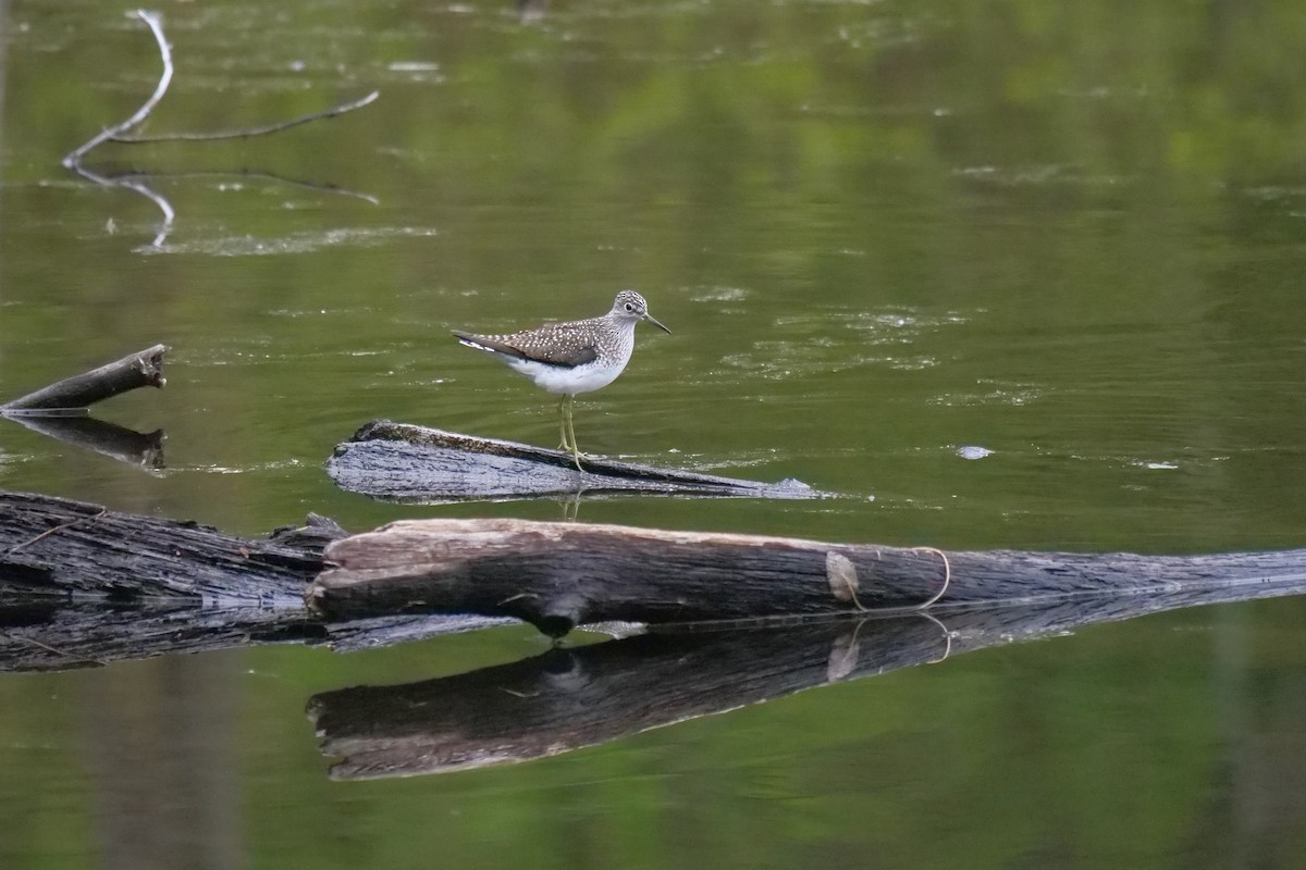 Solitary Sandpiper - Russ Smiley