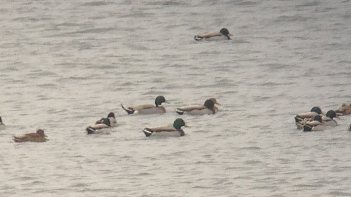 Mallard x Northern Pintail (hybrid) - ML23642981