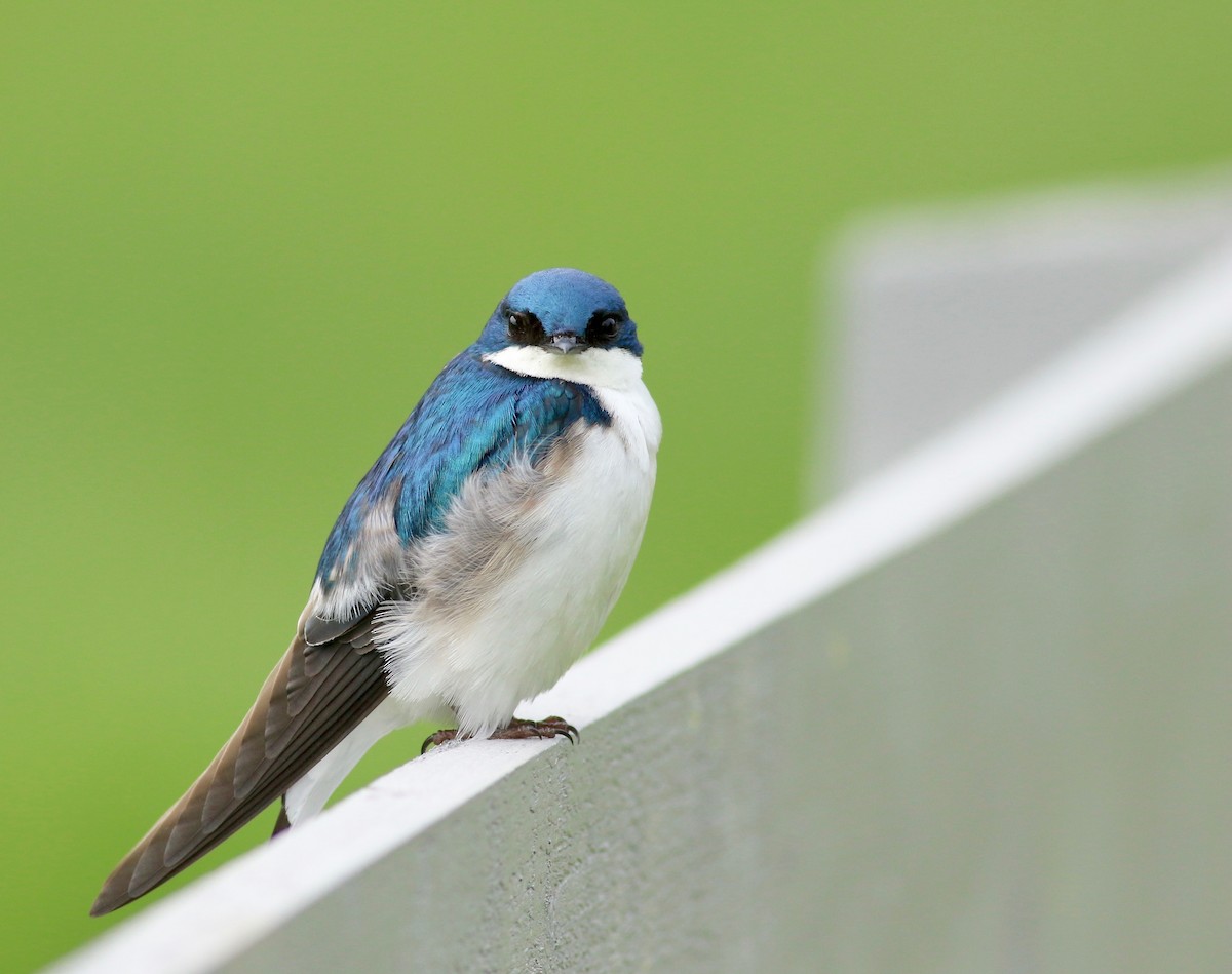 Tree Swallow - Joel Eckerson