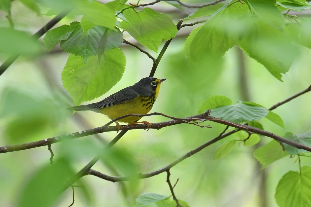 Canada Warbler - Ted Bradford