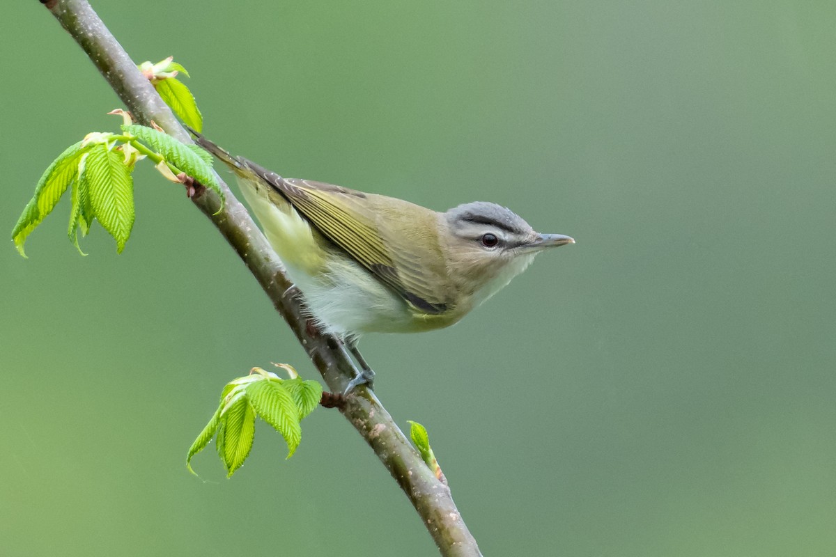 Red-eyed Vireo - Don Danko