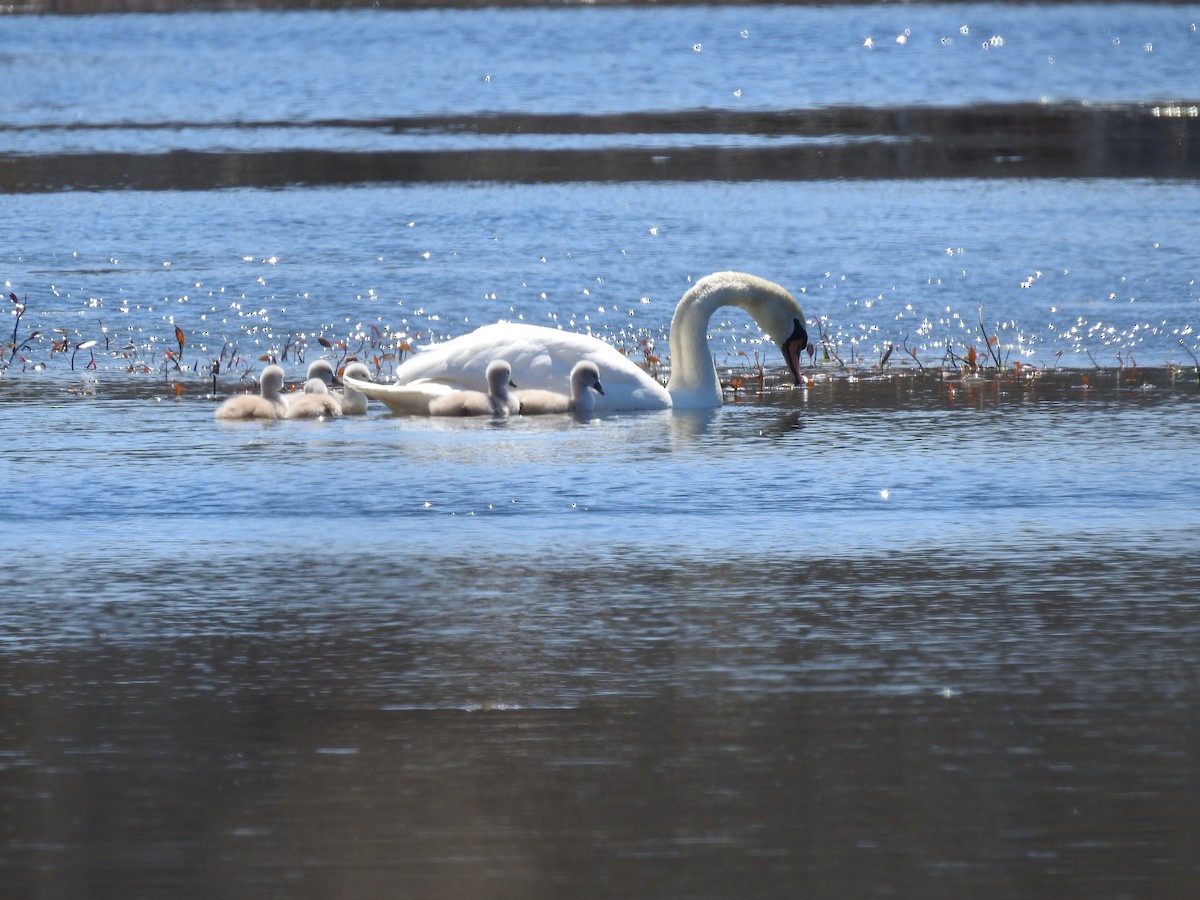 Cygne tuberculé - ML236432791