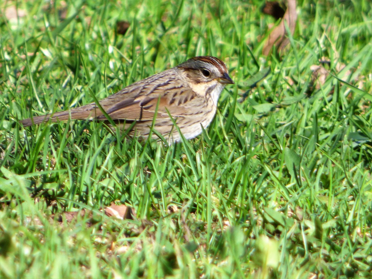 Lincoln's Sparrow - ML236432801