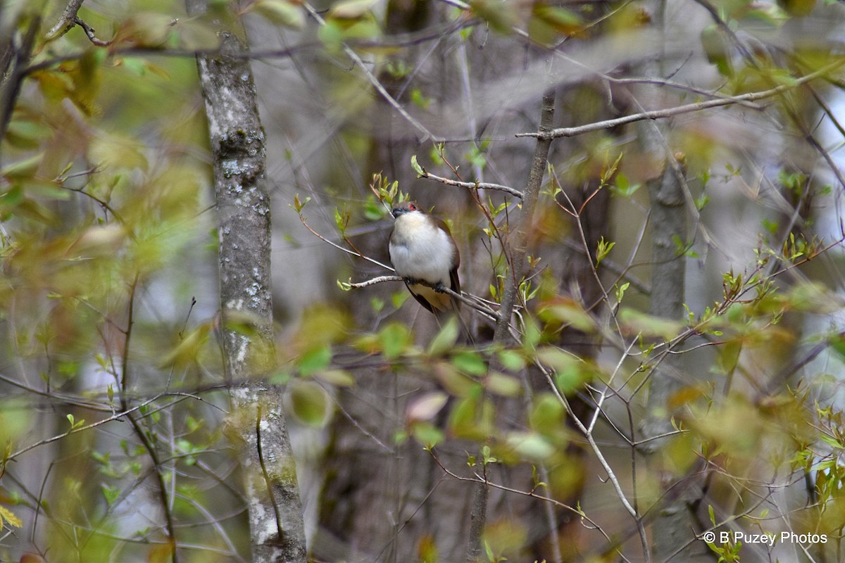 Black-billed Cuckoo - Todd Brown