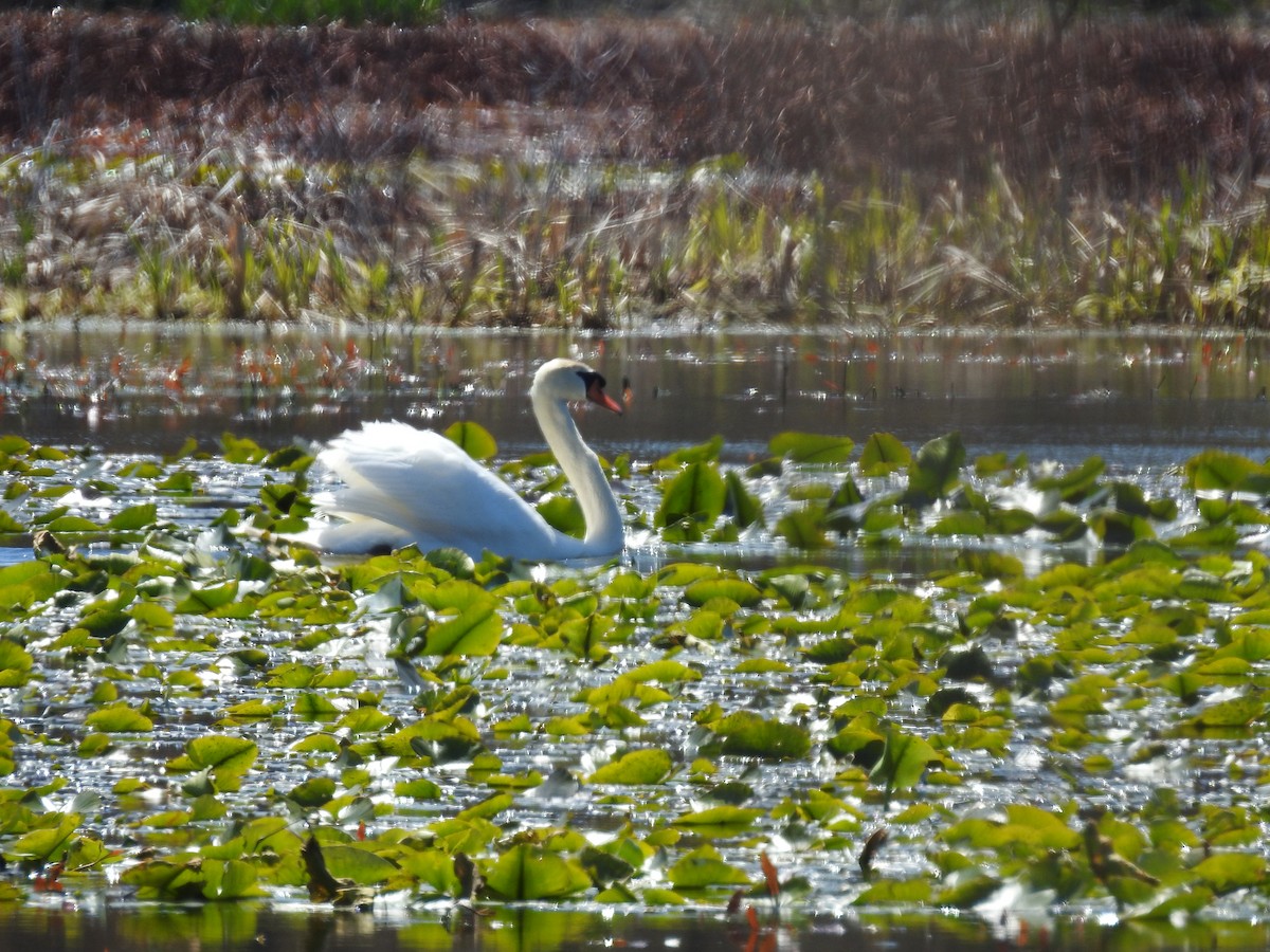 Cygne tuberculé - ML236433801