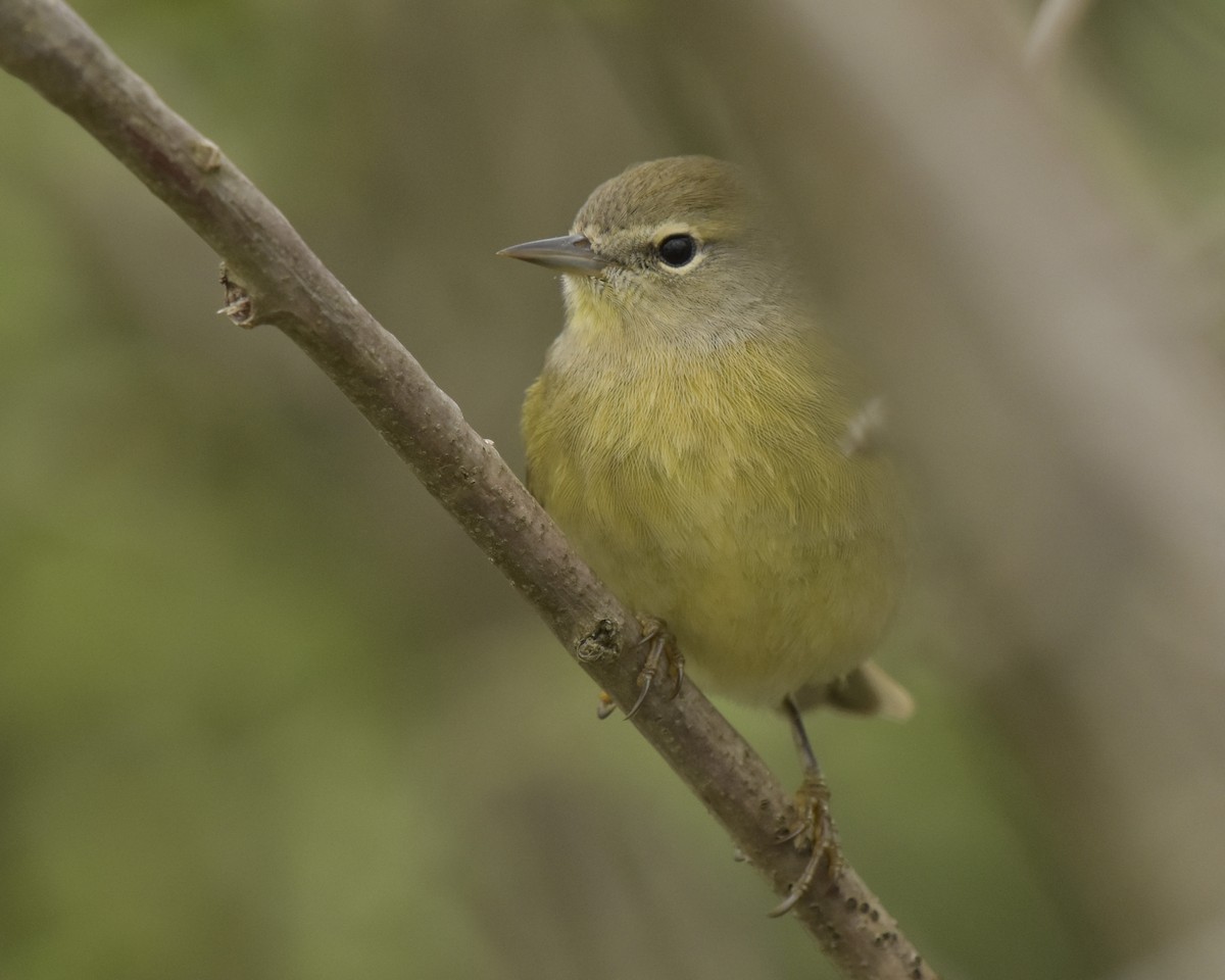 Orange-crowned Warbler - ML236433961