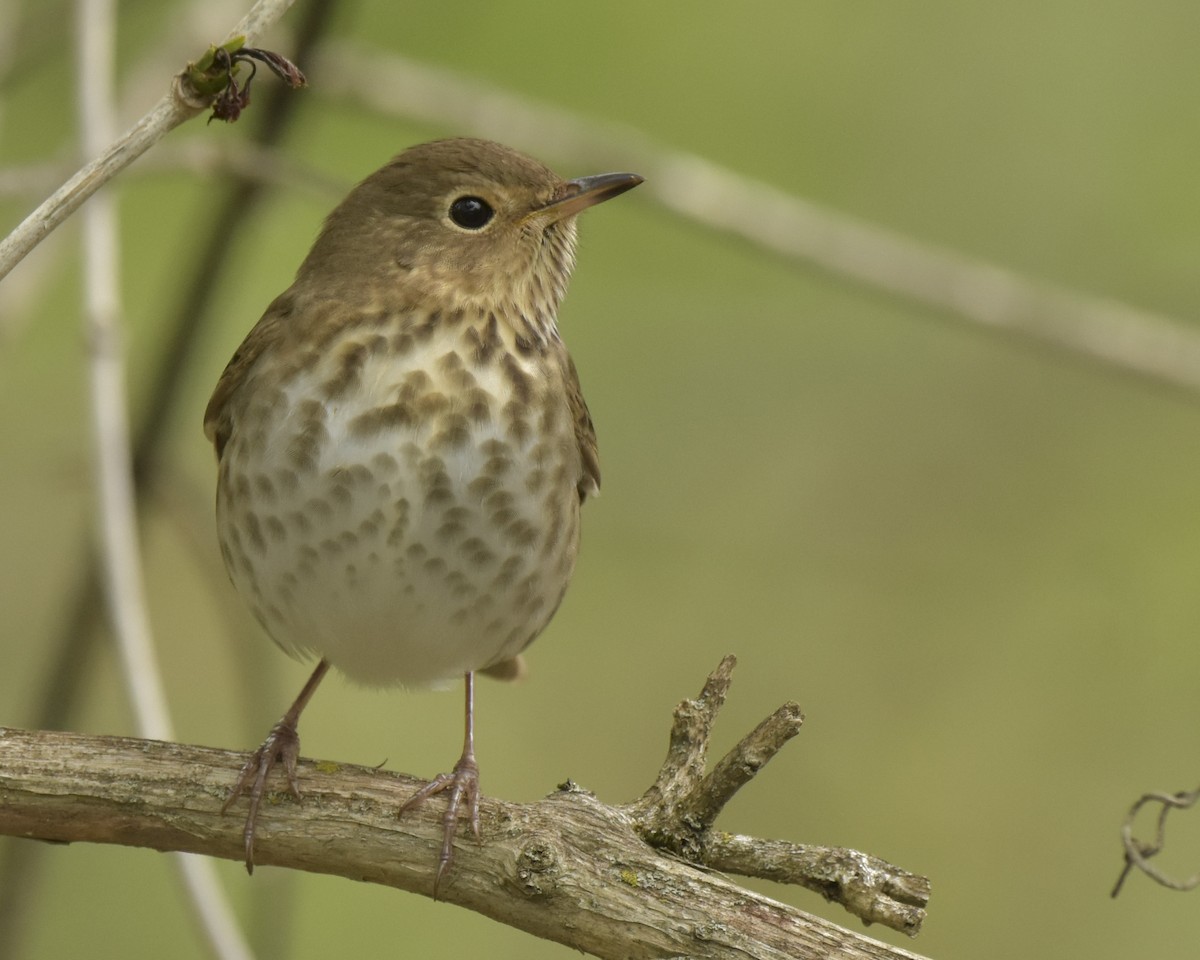 Swainson's Thrush - ML236434041