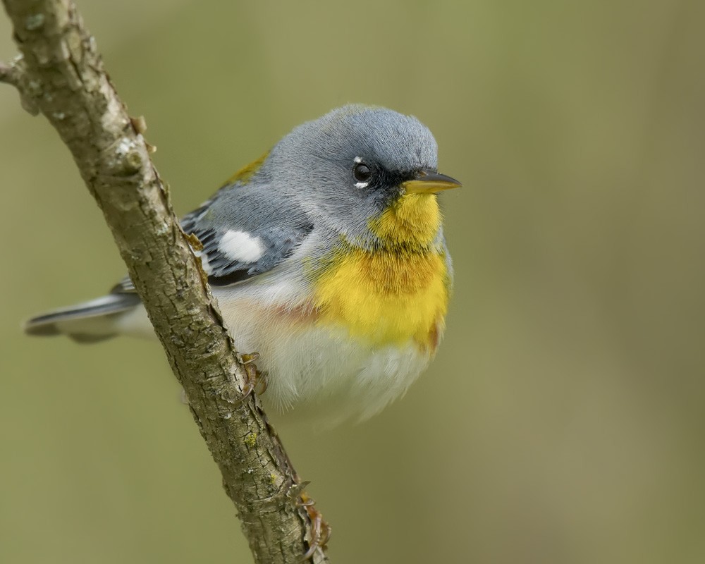 Northern Parula - ML236434201