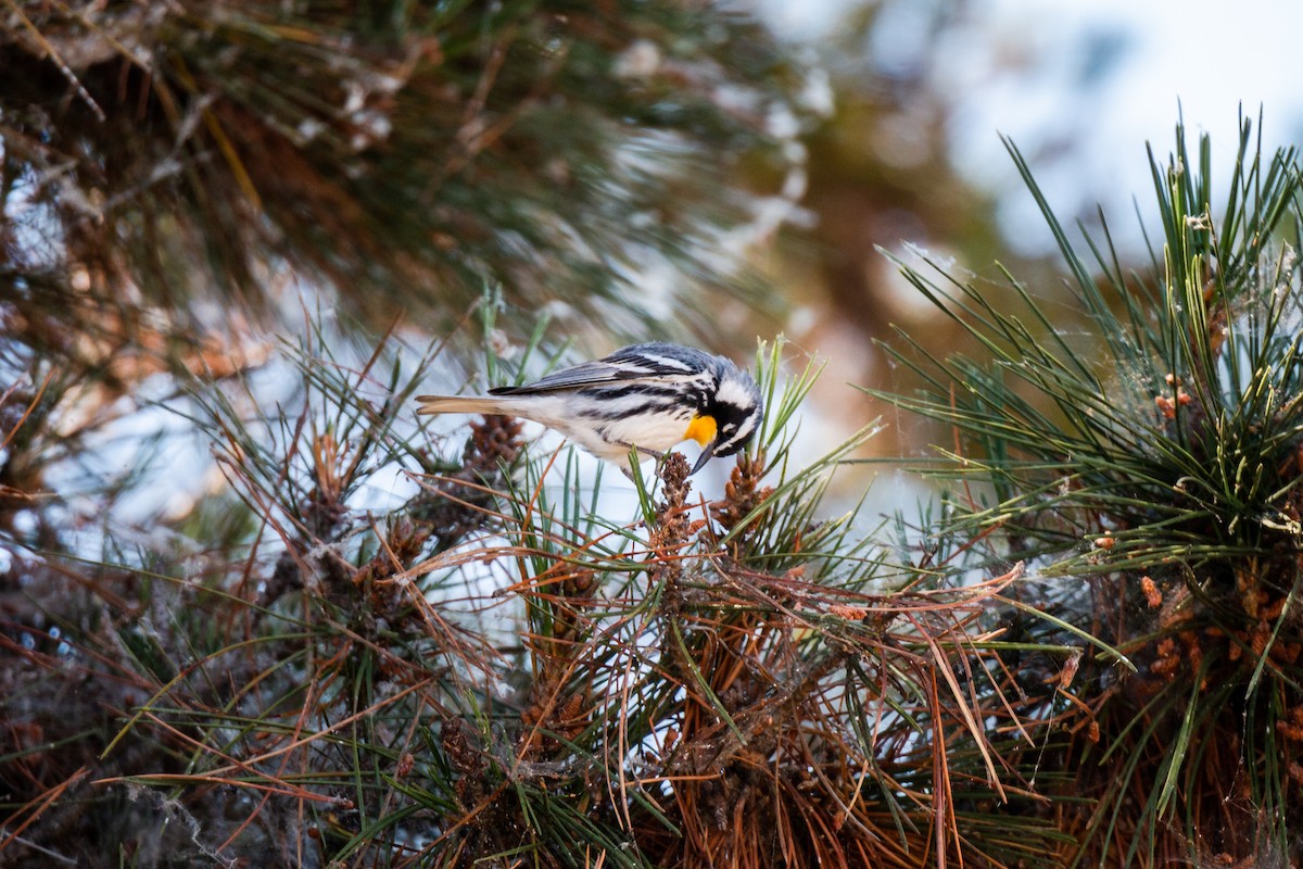 Yellow-throated Warbler - ML236435201