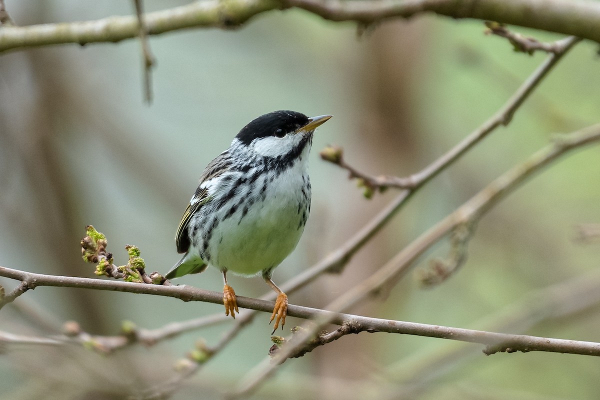 Blackpoll Warbler - Don Danko