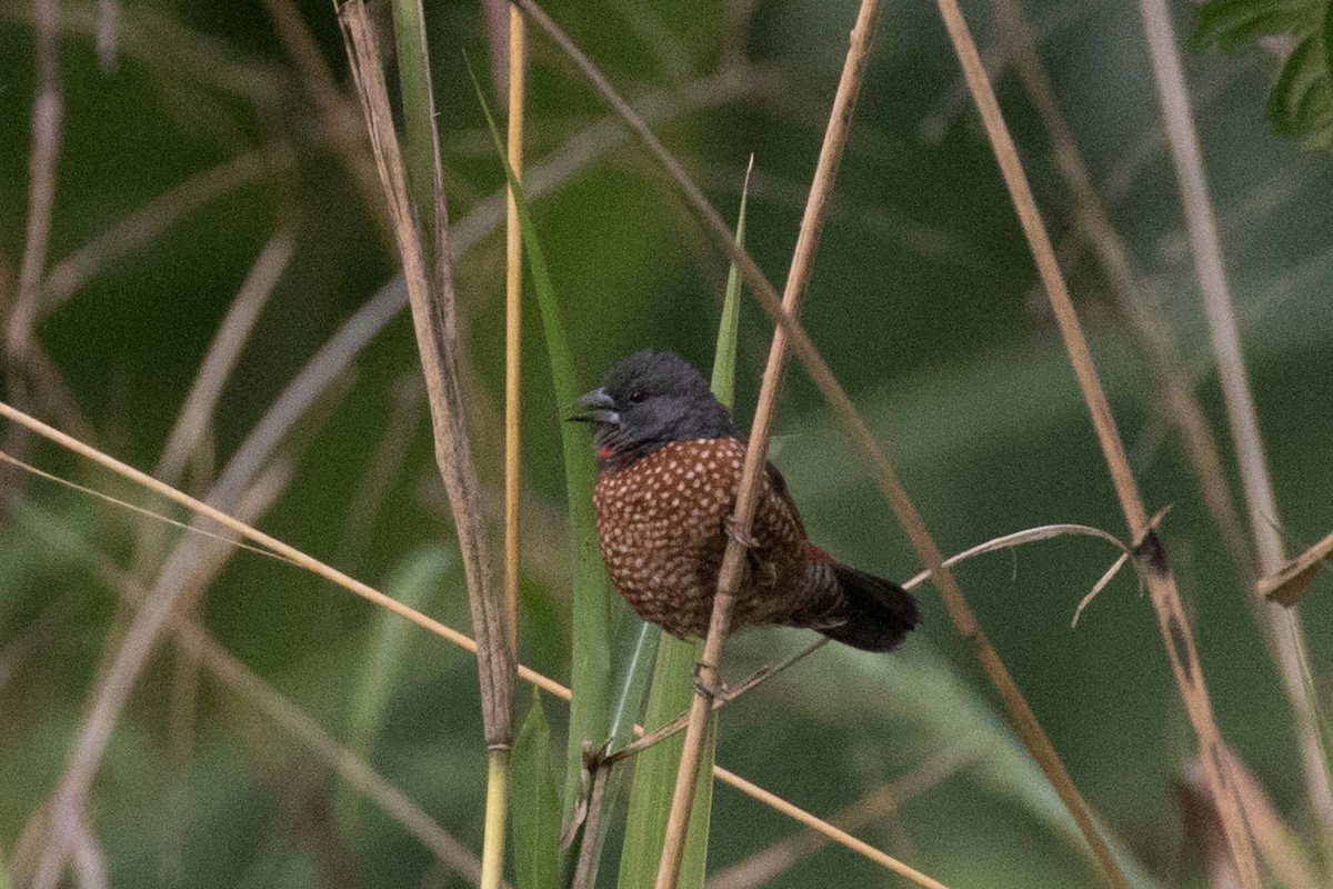 Brown Twinspot - Jodi Webber