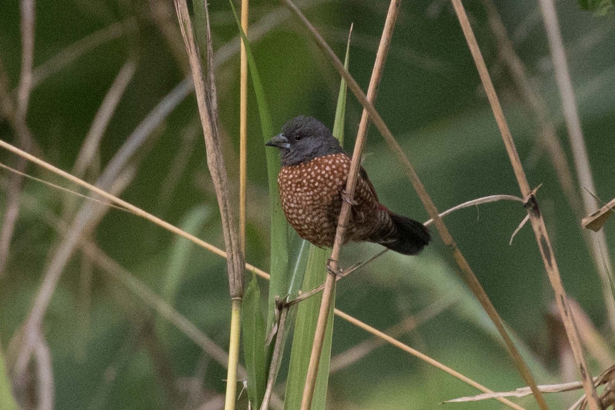 Brown Twinspot - Jodi Webber
