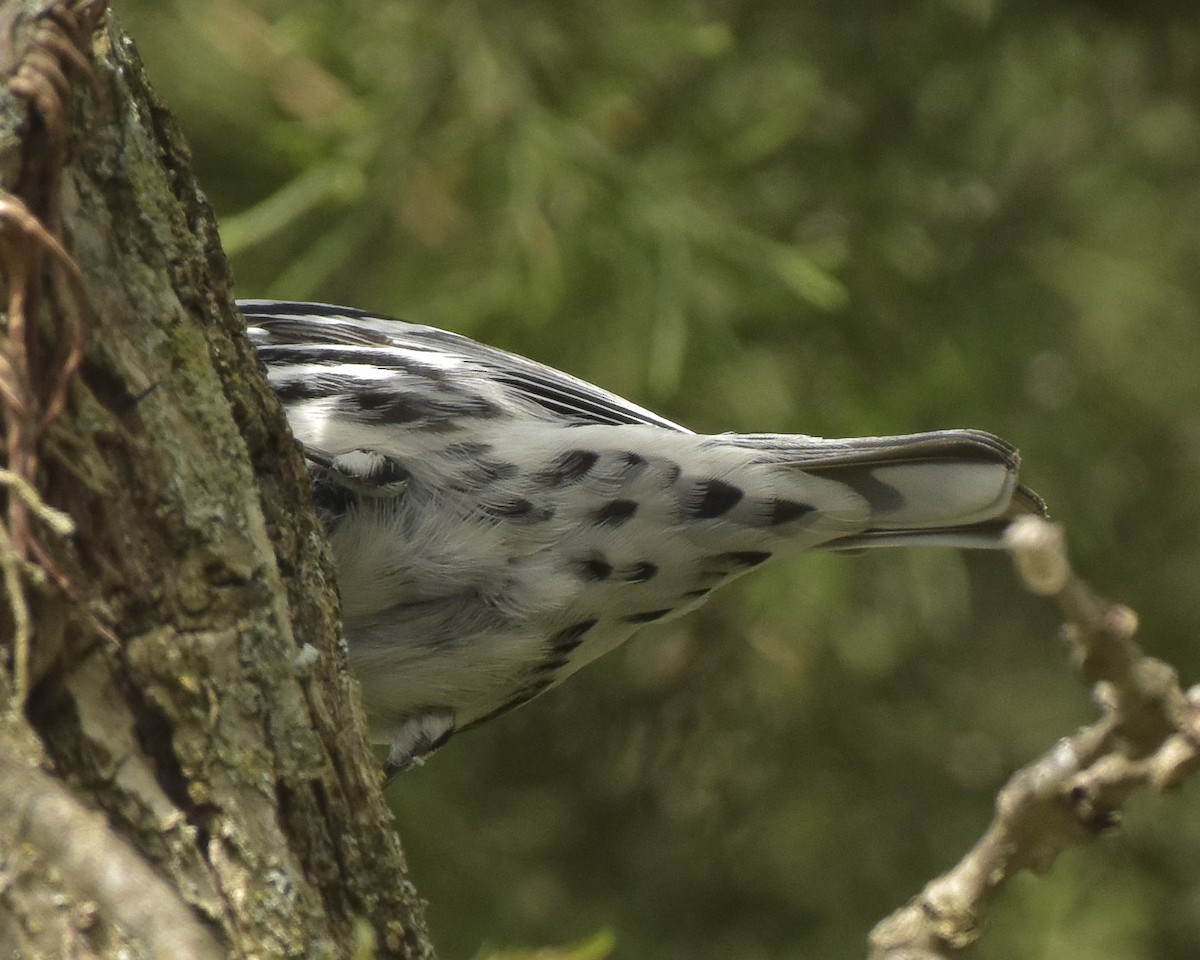 Black-and-white Warbler - Malcolm Gold