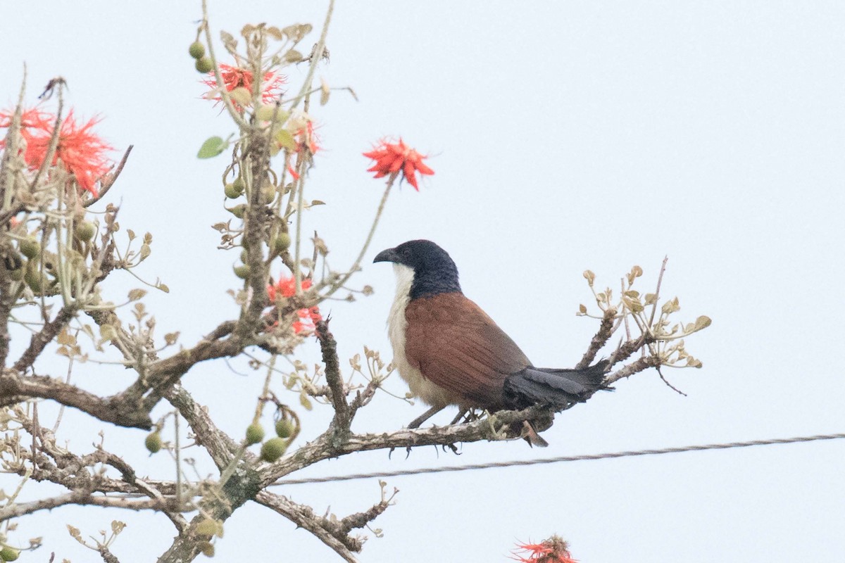 Senegal Coucal - Jodi Webber