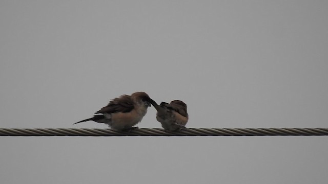 Indian Silverbill - ML236436691