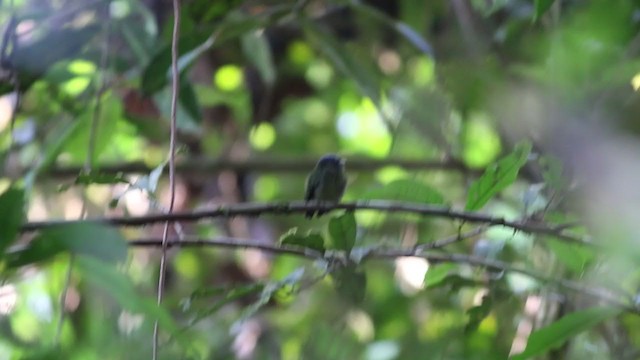 Manakin à tête bleue - ML236436911