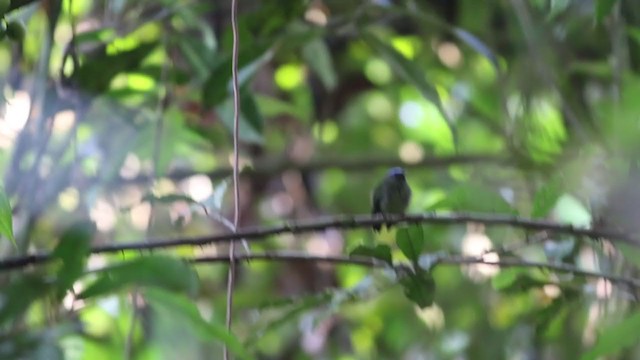 Manakin à tête bleue - ML236437091