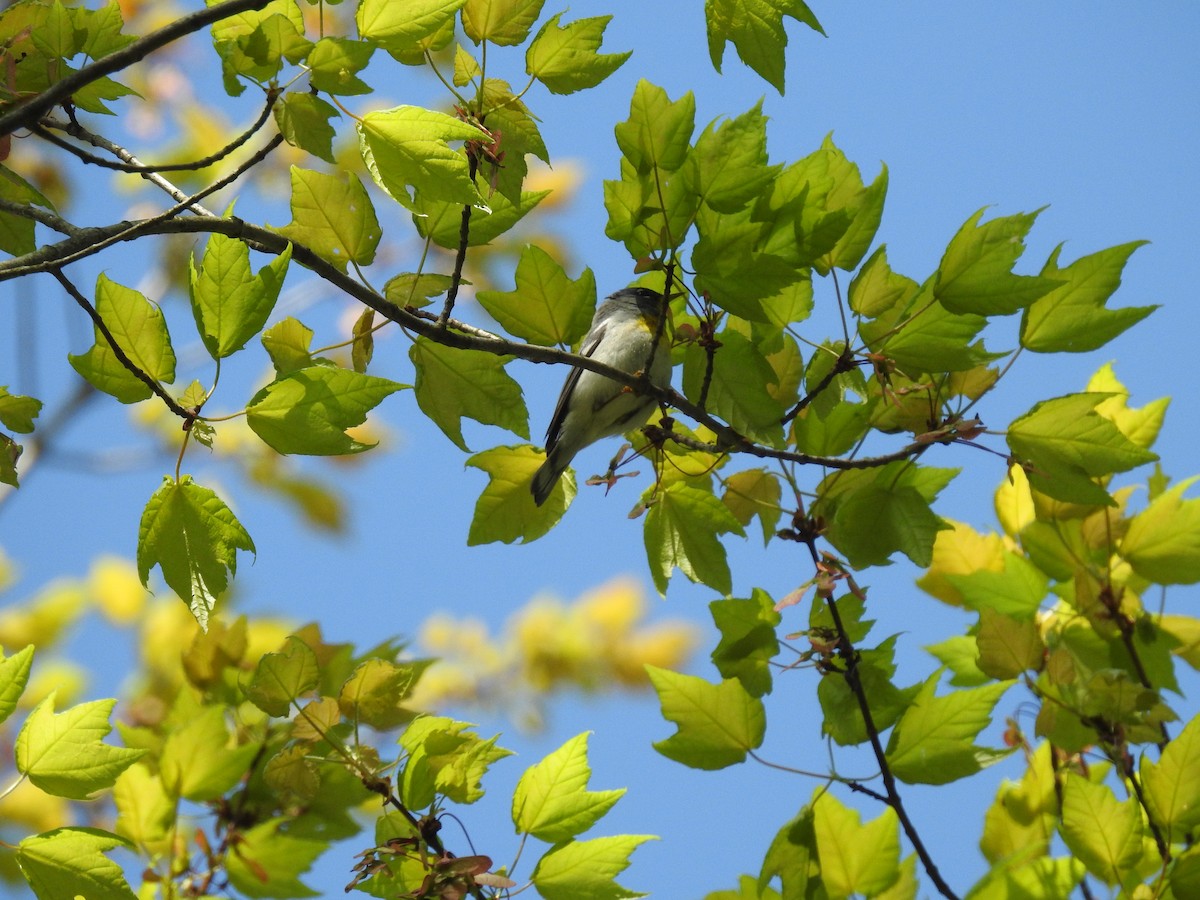 Parula Norteña - ML236437231