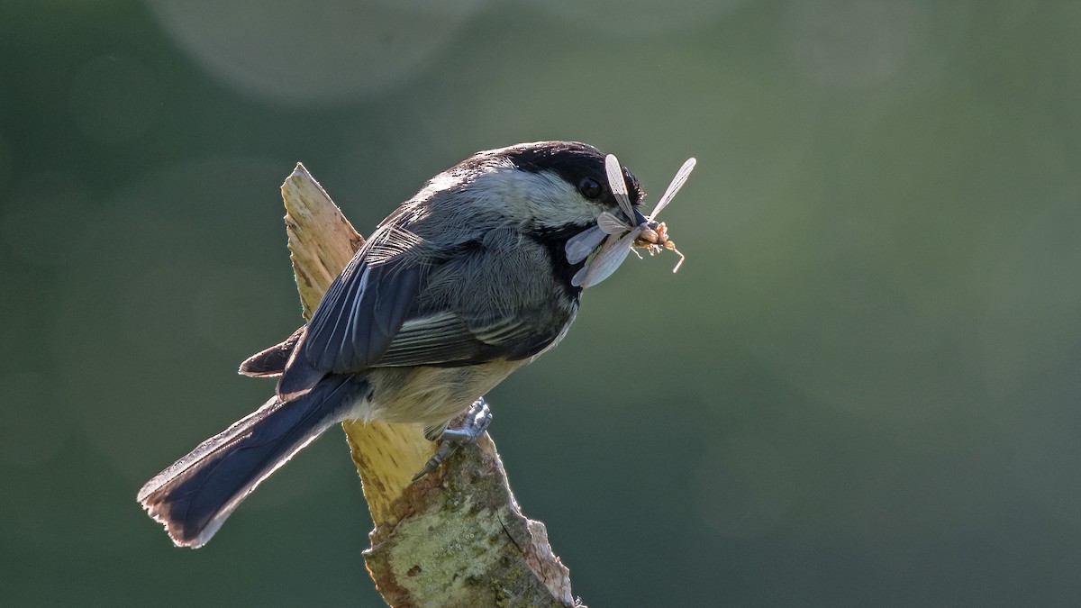 Black-capped Chickadee - Nick Balachanoff