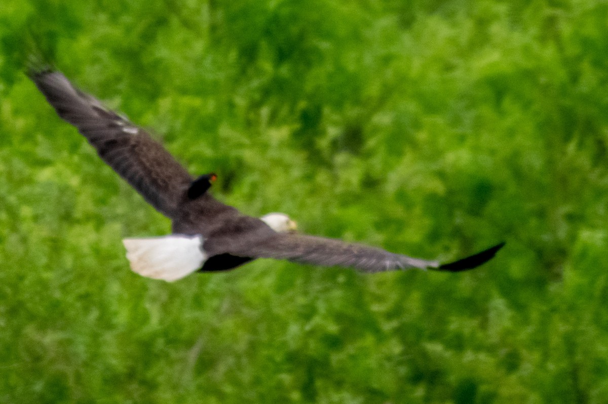Bald Eagle - ML236439771