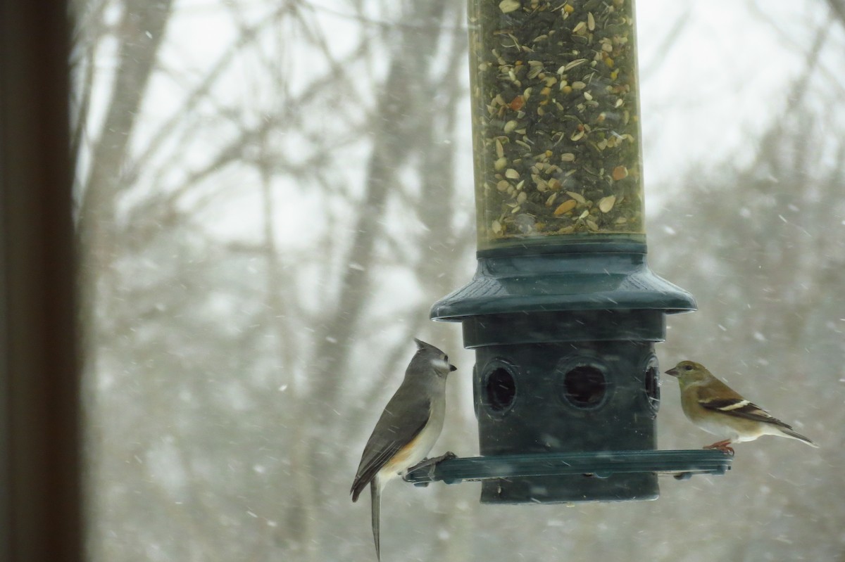 American Goldfinch - Timothy Hodge