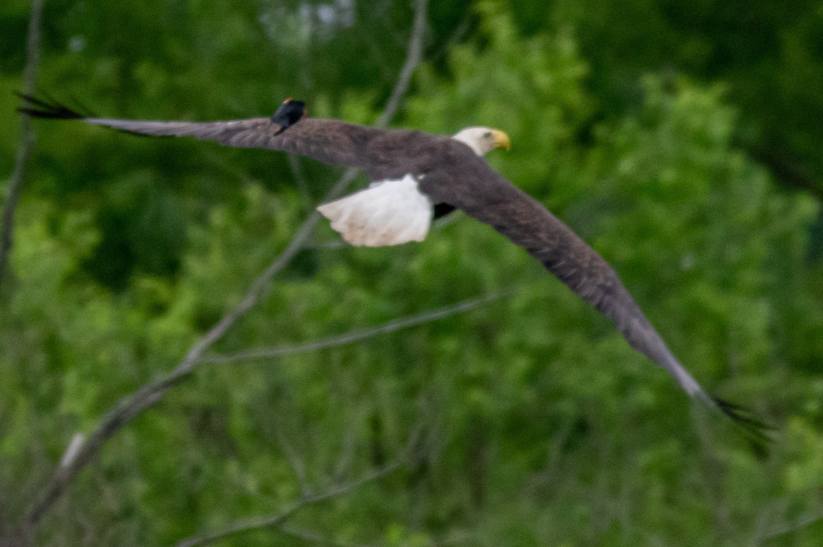 Bald Eagle - ML236439811