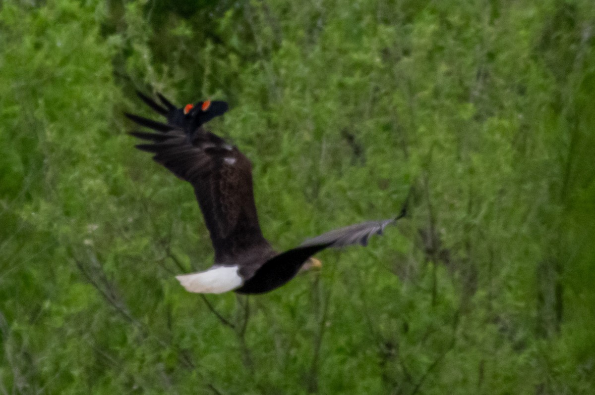 Bald Eagle - ML236439821