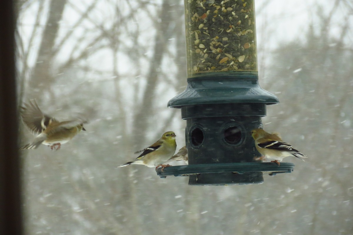 American Goldfinch - Timothy Hodge