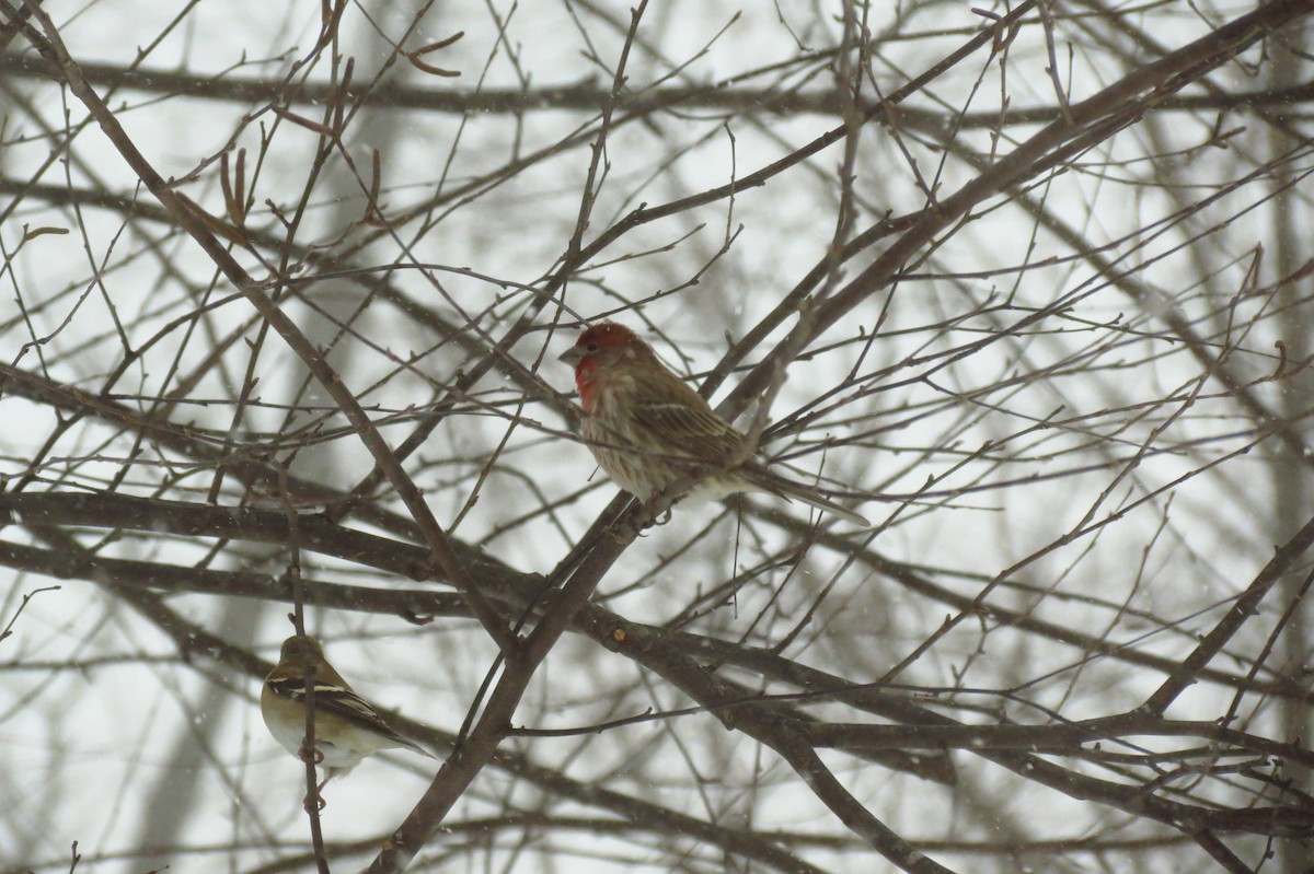 House Finch - ML23644091