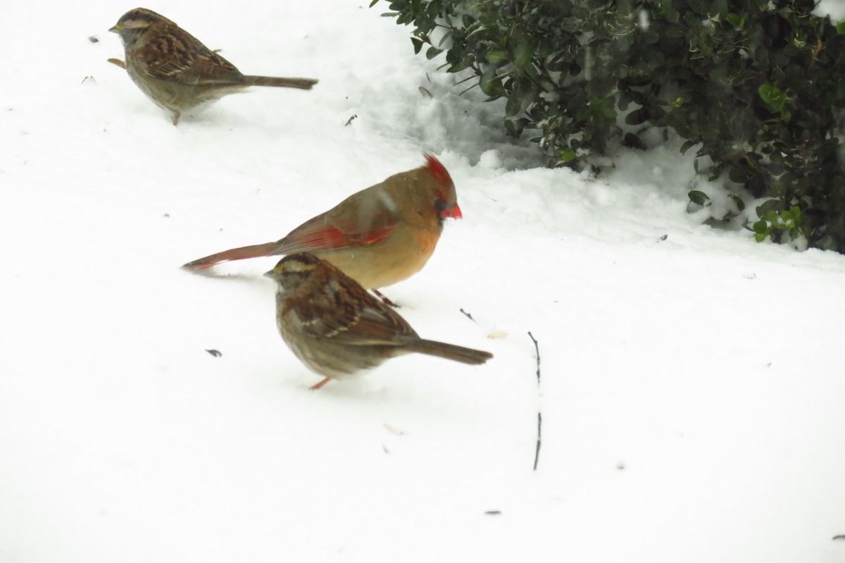 White-throated Sparrow - ML23644141