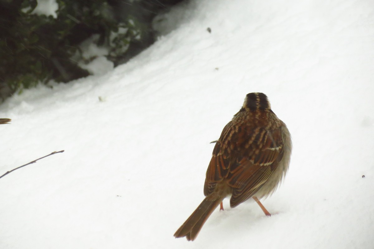 White-throated Sparrow - ML23644151