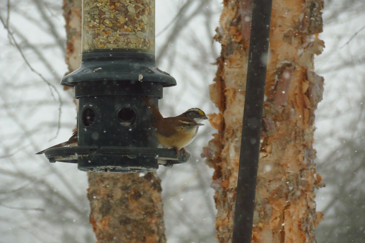 Carolina Wren - ML23644161