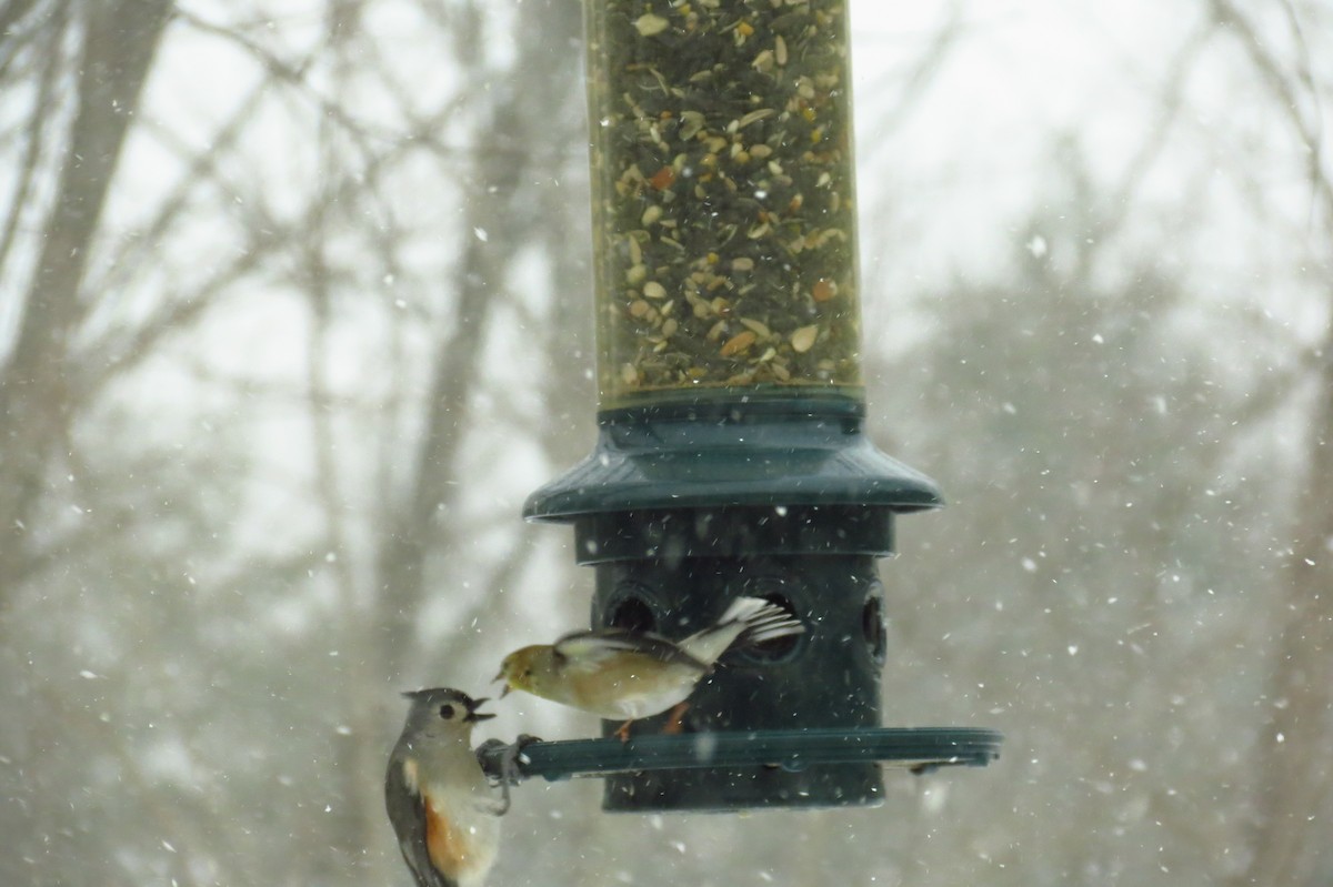 Tufted Titmouse - ML23644181