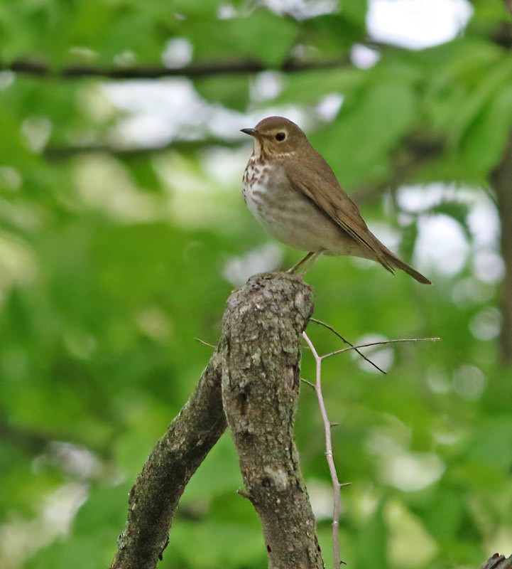 Swainson's Thrush - ML236442031