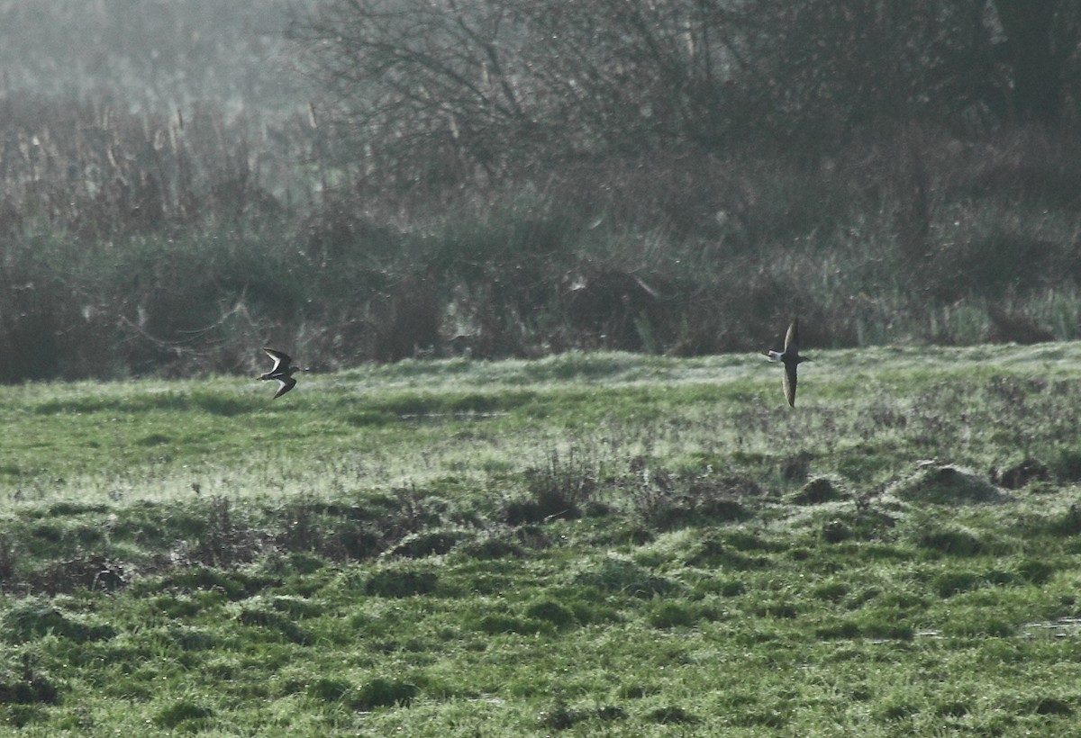 Lesser Yellowlegs - ML23644521