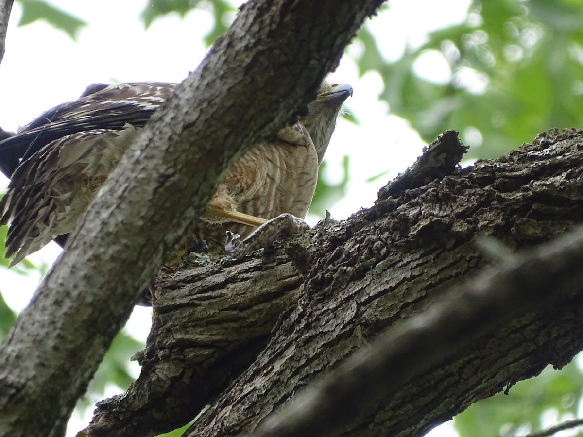 Red-shouldered Hawk - Fleeta Chauvigne