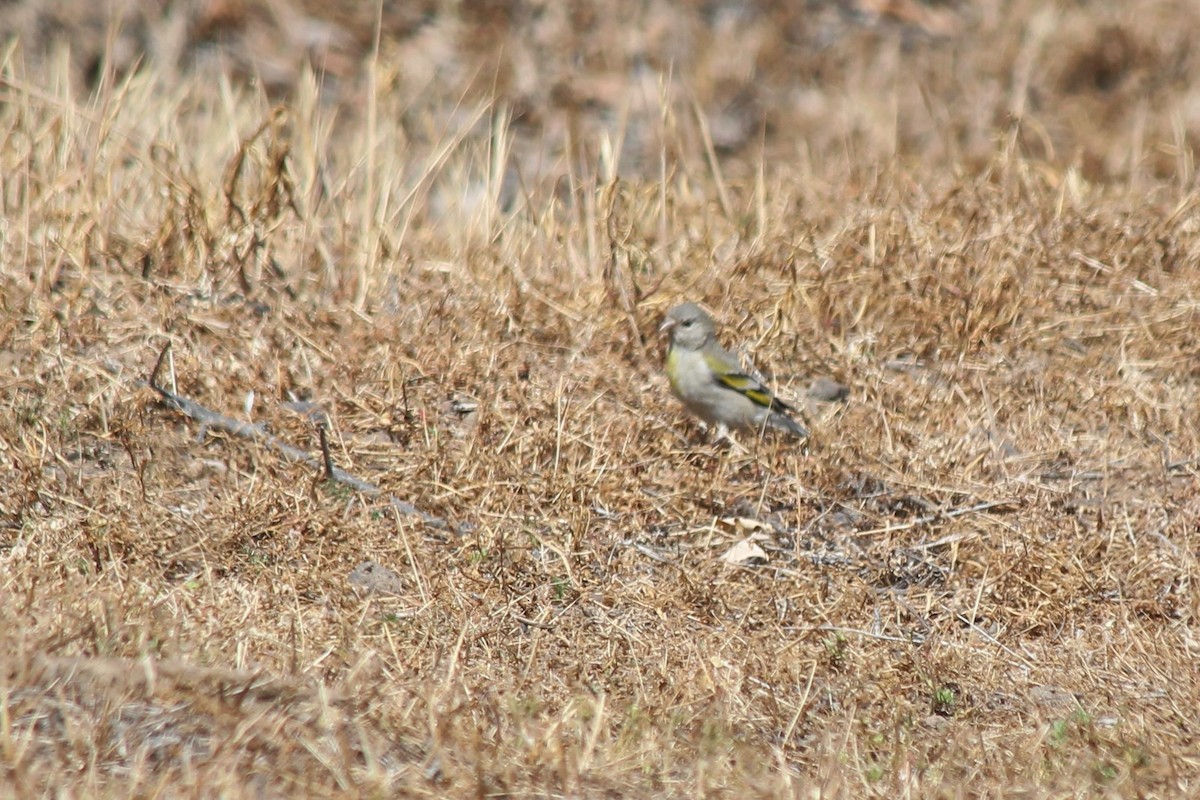 Chardonneret gris - ML236446281